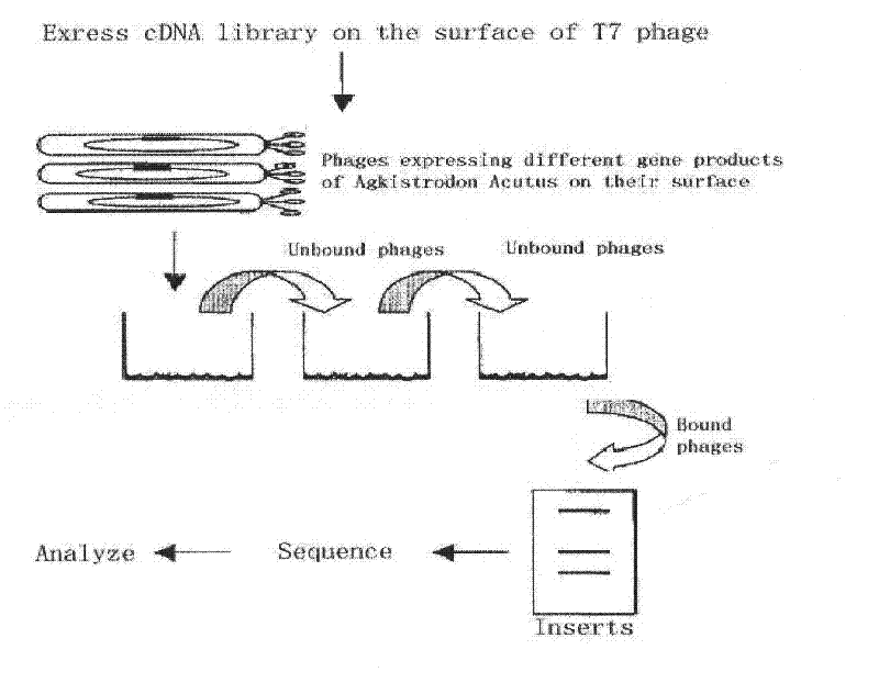 A kind of preparation method of snake venom thrombin-like protein