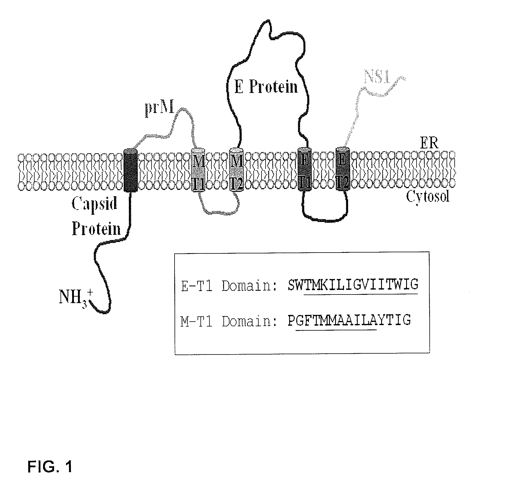 Flavivirus host range mutations and uses thereof