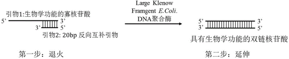 Construction method and application of promoter library