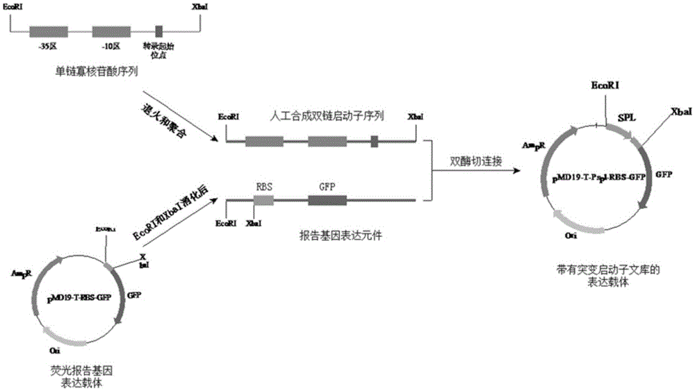 Construction method and application of promoter library