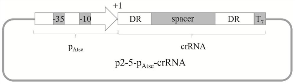 A method for gene suppression in Gluconobacter oxidans