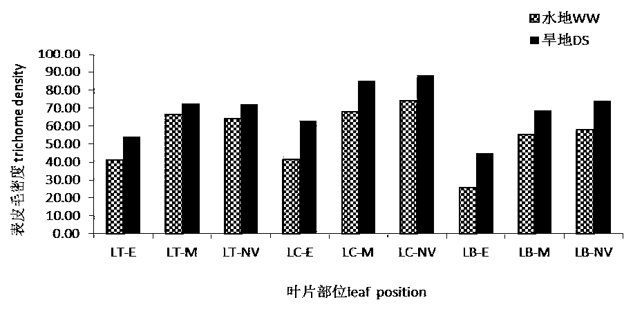 QTL sites controlling relevant characters of epidermal hair and stomata of wheat and analysis method