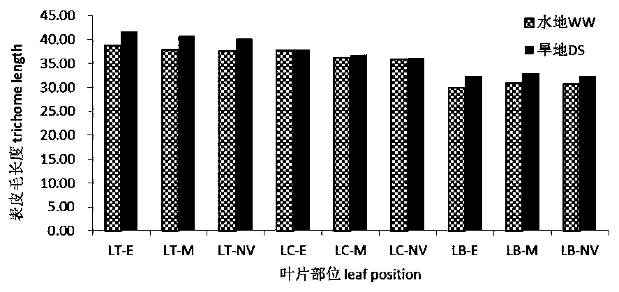 QTL sites controlling relevant characters of epidermal hair and stomata of wheat and analysis method