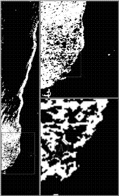 Method for automatically identifying sea-surface oil spill in aviation hyperspectral remote sensing mode based on spectral characteristic difference of oil and water