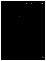 Method for detecting forest chromosome end by using oligo sequence