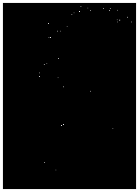 Method for detecting forest chromosome end by using oligo sequence