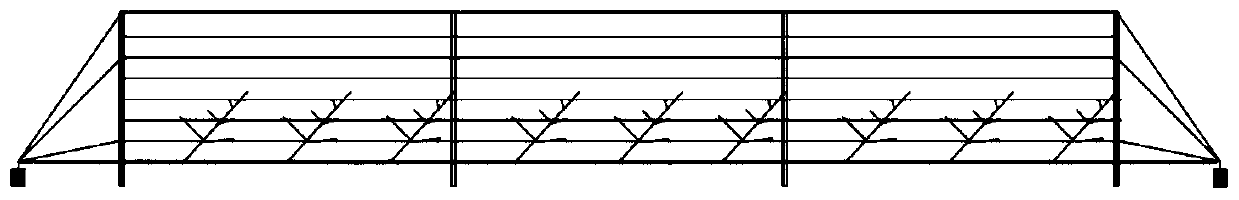 A method for constructing a tree shape of a big cherry