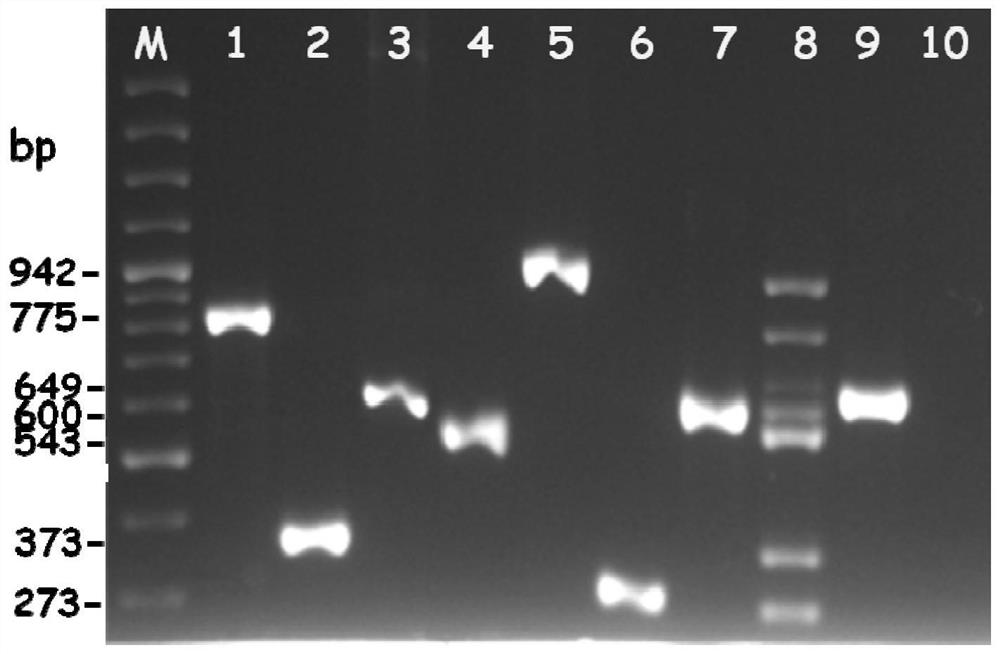 A simultaneous detection kit for six types of mycotoxin-producing bacteria