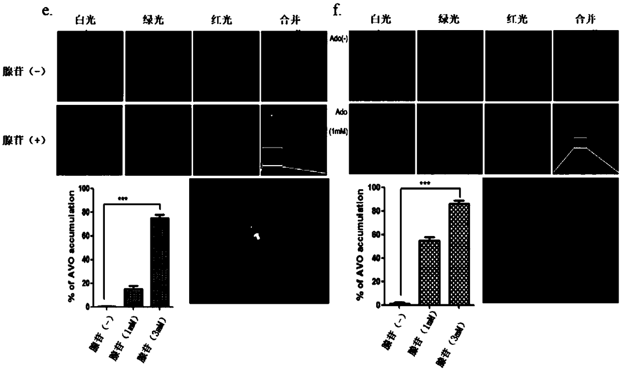 Application of combination of adenosine and autophagy inhibitor in preparation of drugs for treating colon cancer