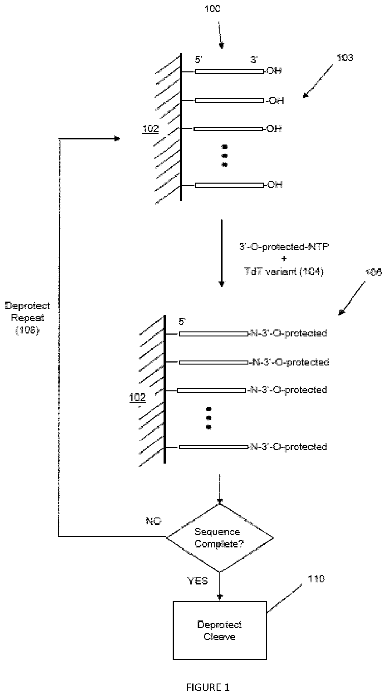 Terminal Deoxynucleotidyl Transferase Variants and Uses Thereof