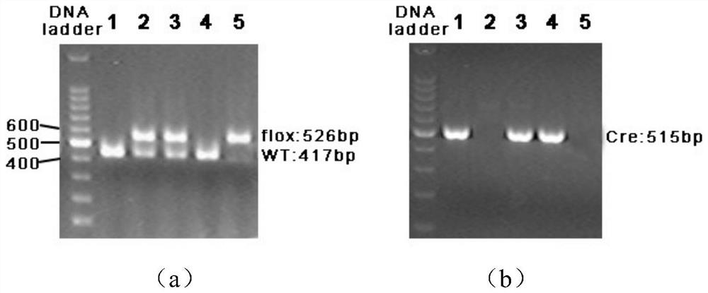 Construction method and application of schizophrenia animal model based on central nervous system myelin function change