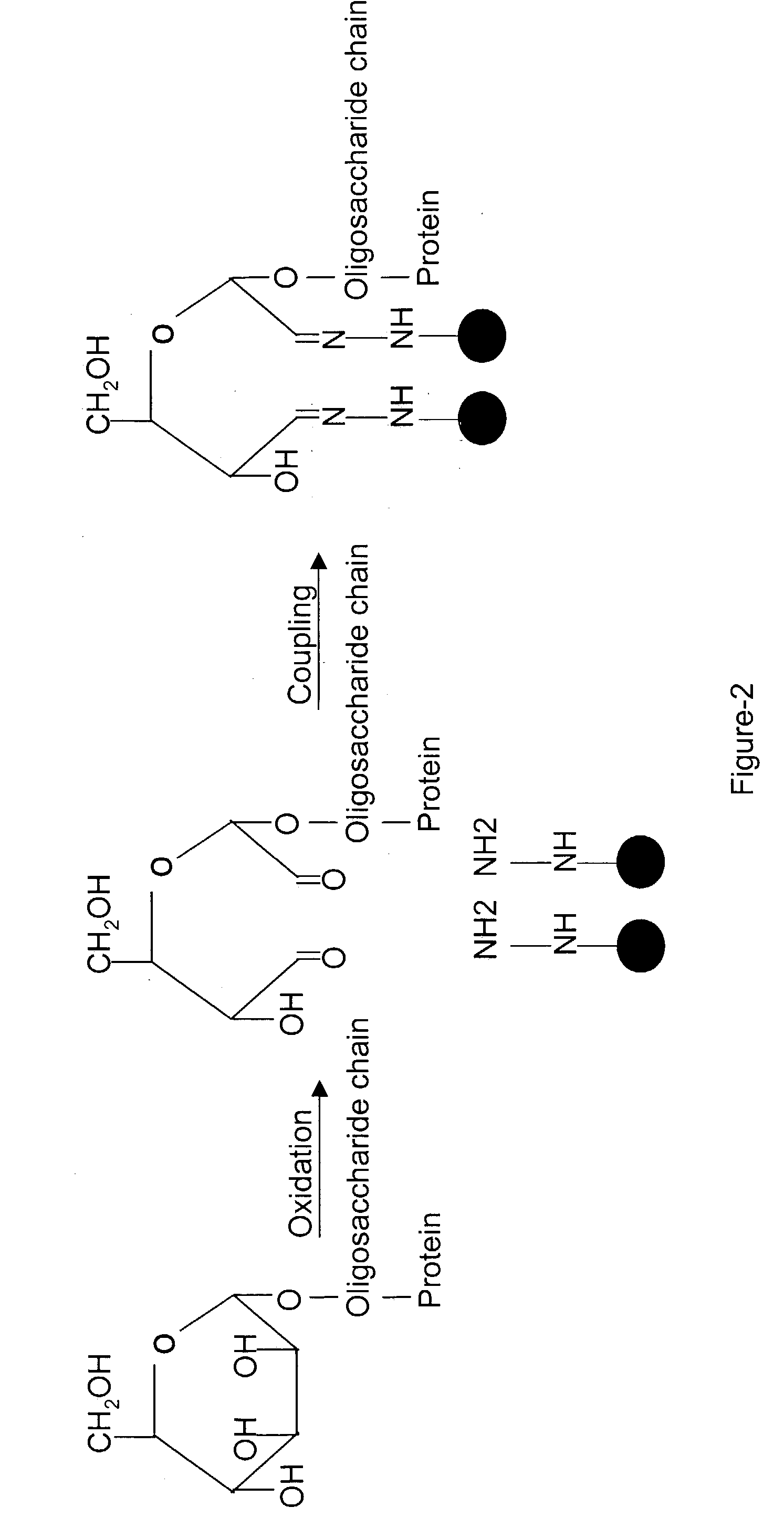 Methods for quantitative proteome analysis of glycoproteins