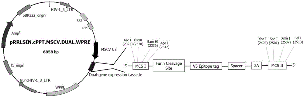 Lentiviral expression vector, as well as preparation method and application of lentiviral expression vector, and preparation method of recombinant lentivirus