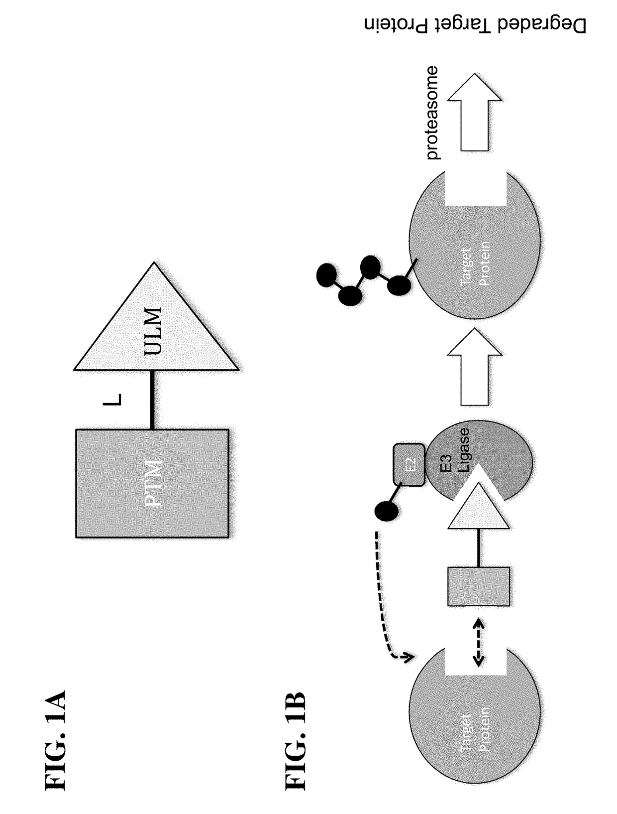 Cereblon ligands and bifunctional compounds comprising the same