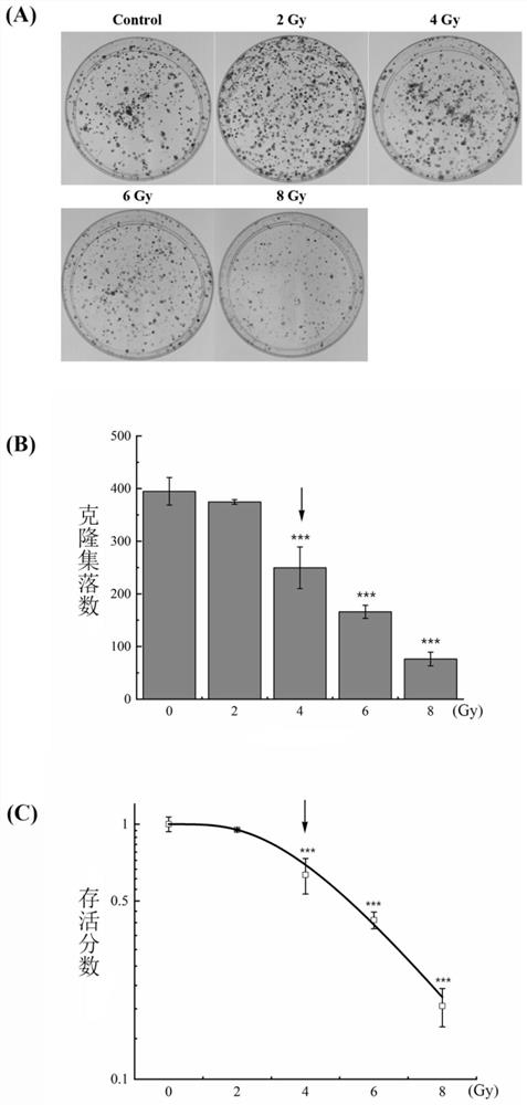 Application of cediranib in preparation of radiotherapy sensitizing drug