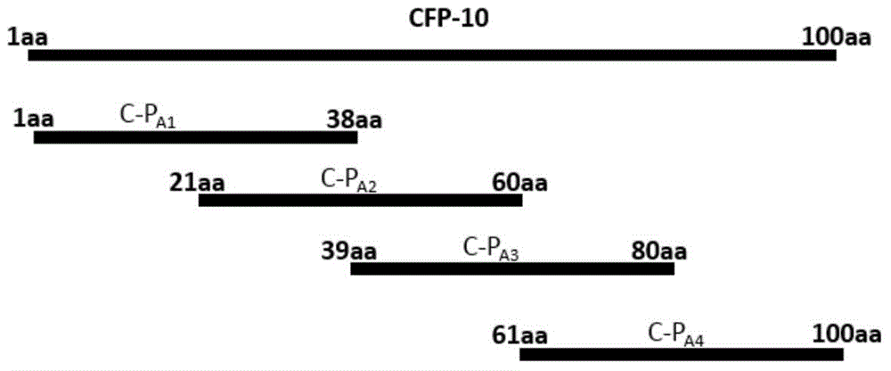 Delayed-type allergic reaction antigen epitope polypeptides of mycobacterium bovis CFP-10 and application thereof