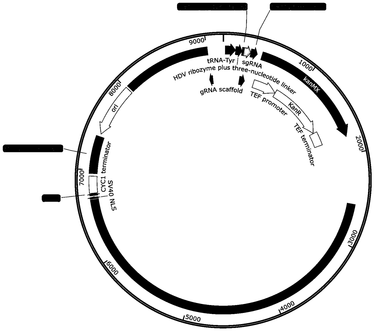 Novel fusion protein preparation method and application of novel fusion protein for increasing protein synthesis