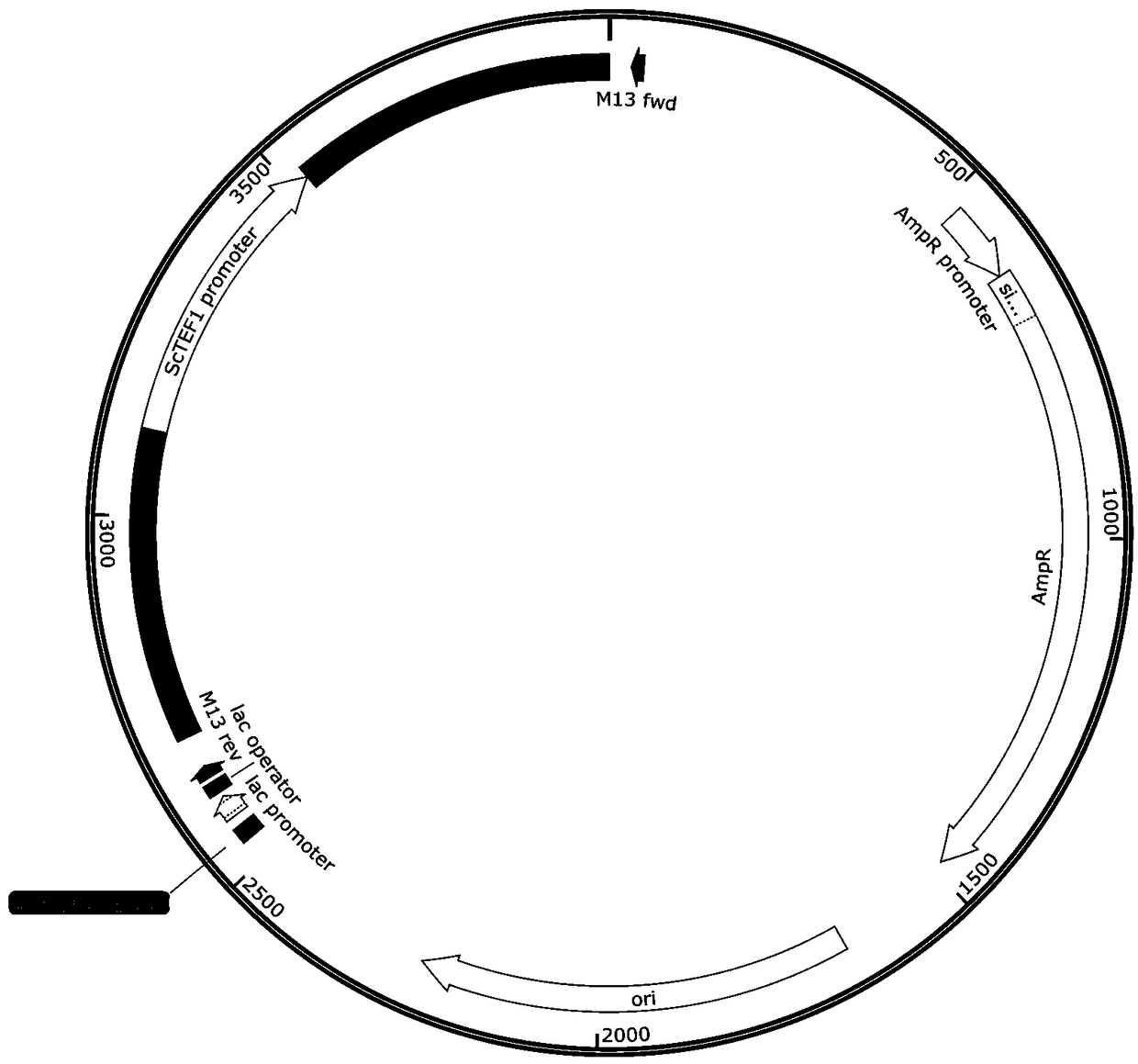 Novel fusion protein preparation method and application of novel fusion protein for increasing protein synthesis