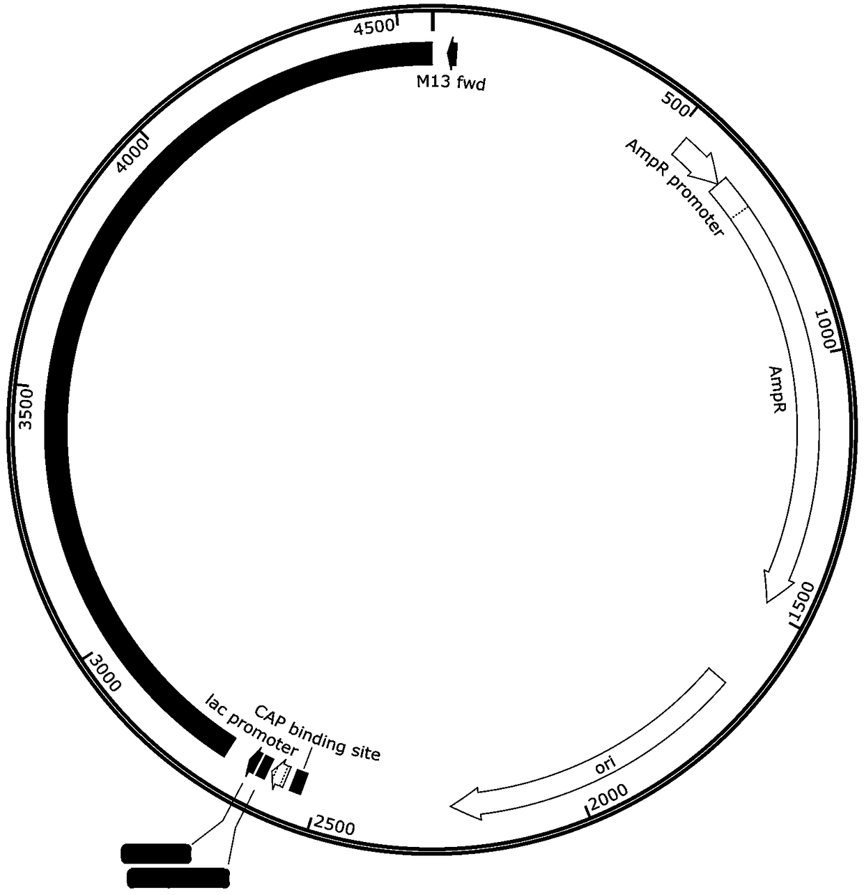 Novel fusion protein preparation method and application of novel fusion protein for increasing protein synthesis