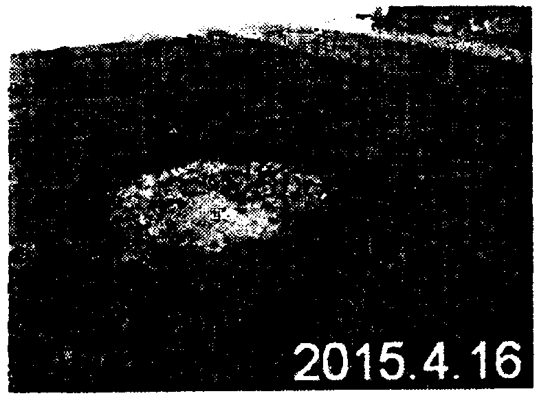 Method of quickly improving heavy saline-alkaline soil by using saline-alkali-resistant lawn grass