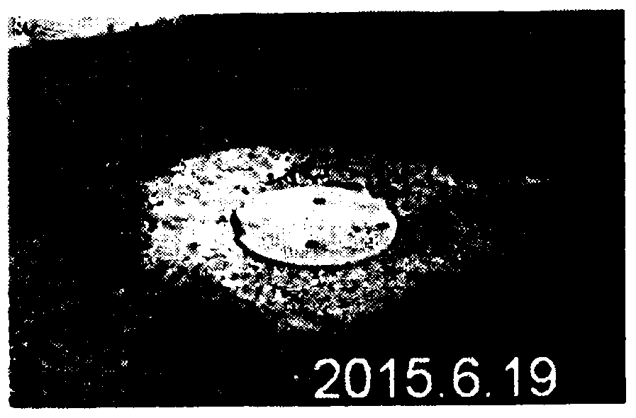 Method of quickly improving heavy saline-alkaline soil by using saline-alkali-resistant lawn grass