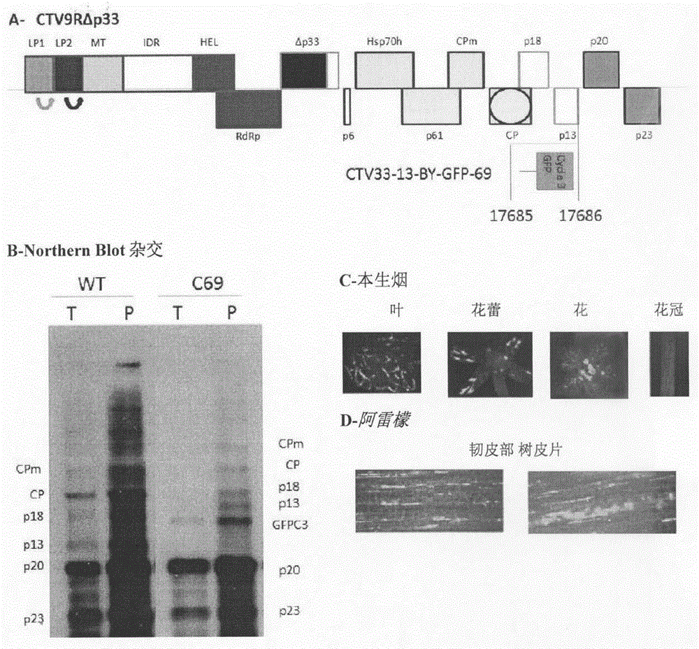 Citrus tristeza virus based vectors for foreign gene/s expression