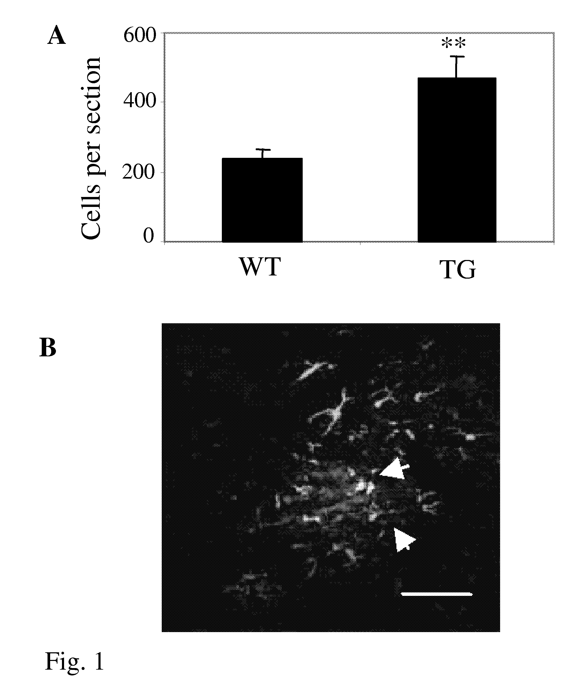 Method for Stimulating Mammalian Cells and Mammalian Cell