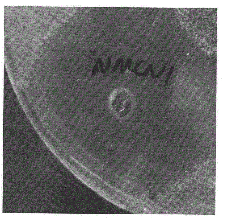 Bacillus pumilus NMCN1 and application thereof