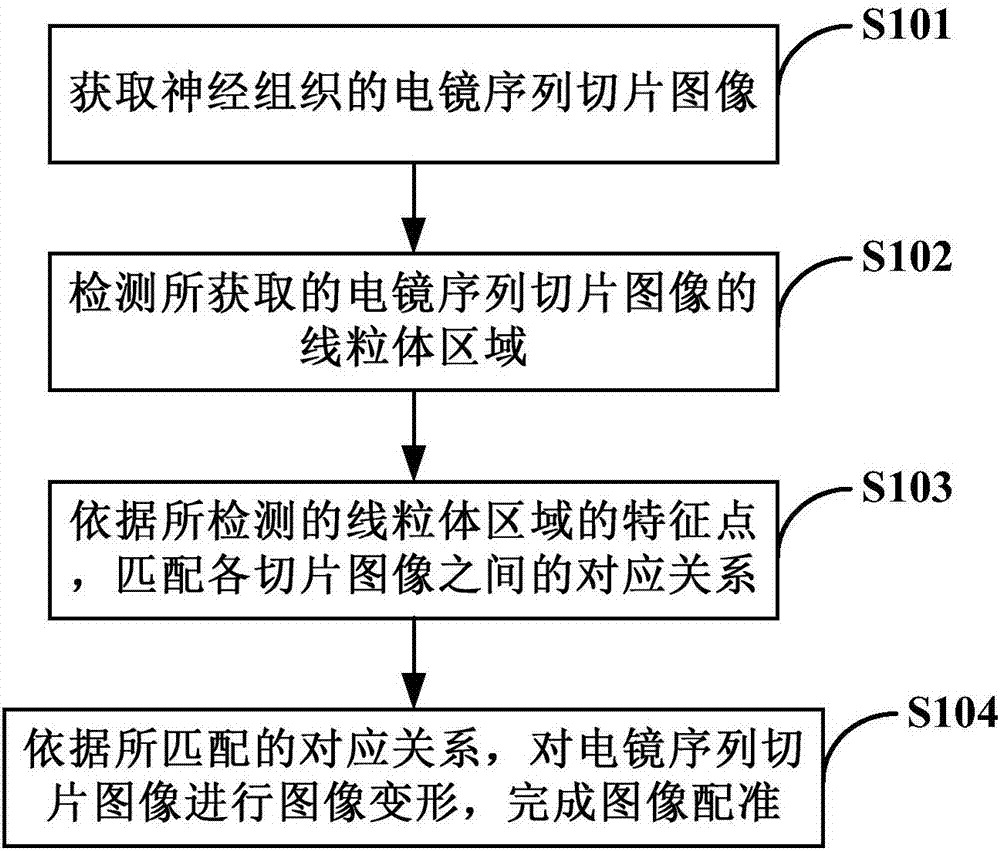 Image registration method and device based on mitochondrion structure, storage medium and equipment