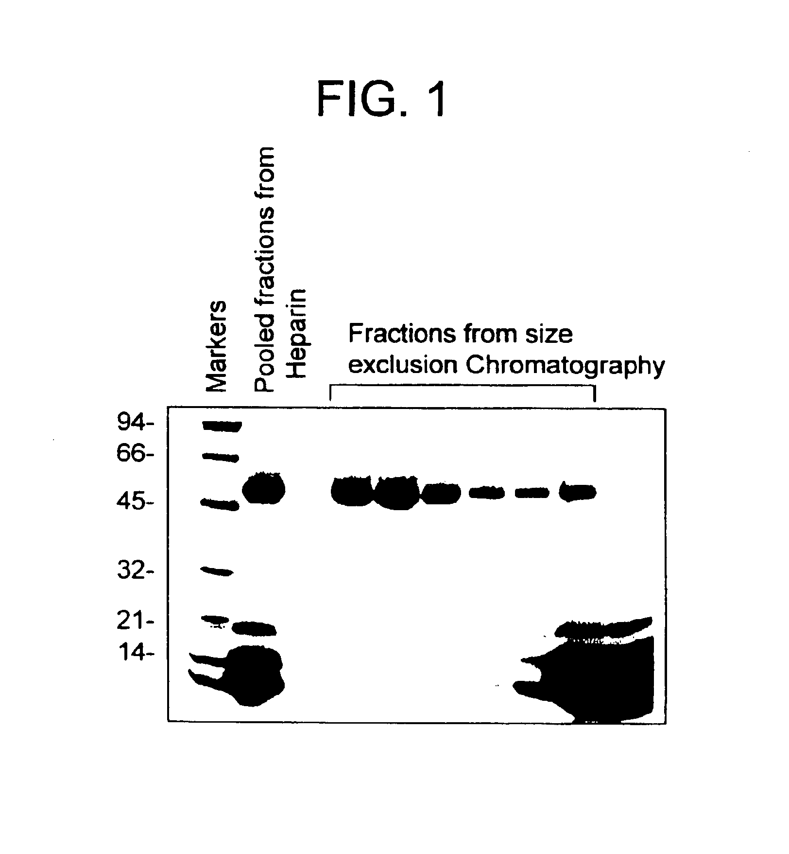 Highly purified mocarhagin, a cobra venom protease, polynucleotides encoding same and related proteases, and therapeutic uses thereof