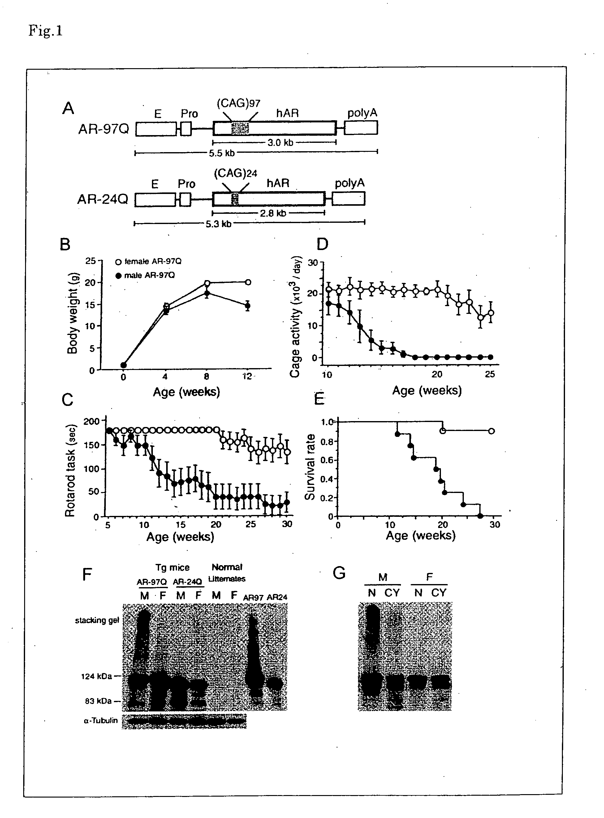 Nonhuman animal reproducing pathogenic conditions of spinal and bulbar muscular atrophy and remedy for spinal and bulbar muscular atrophy