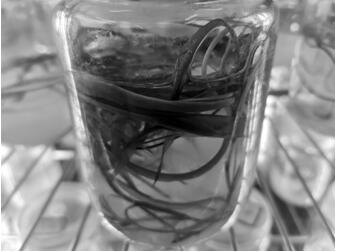 Tissue culture and quick propagation method of potamogeton distinctus dormant buds