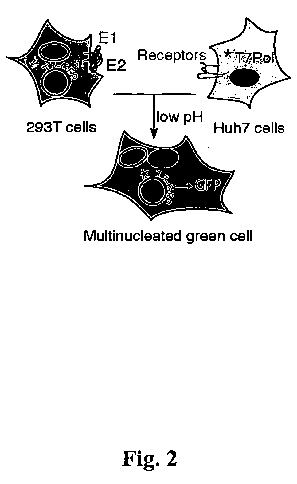 Methods for the production of HCV, assaying HCV entry, and screening drugs and cellular receptors for HCV