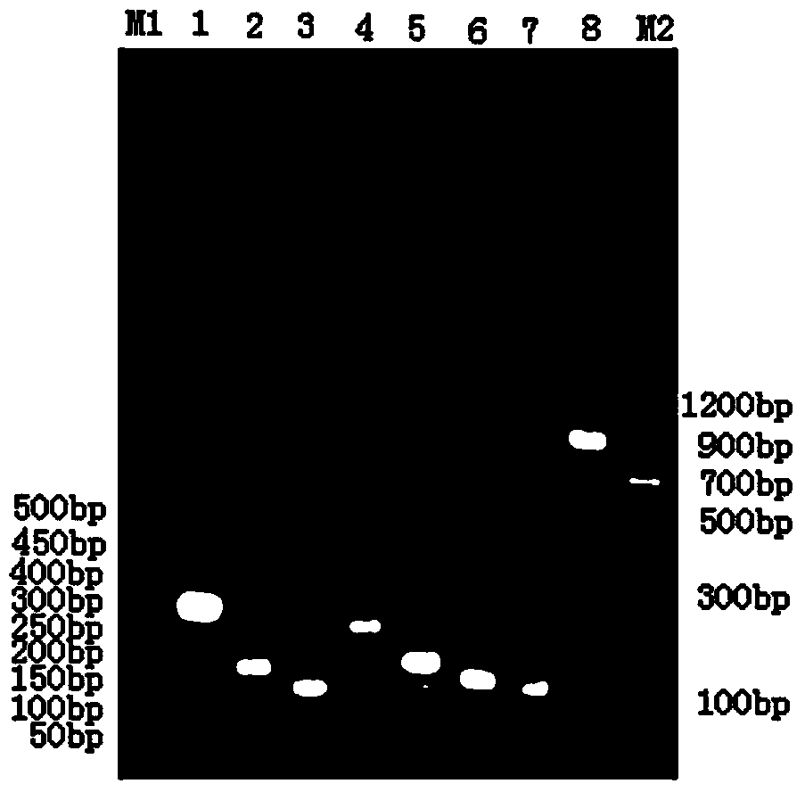 Human-derived urate oxidases with catalytic activity