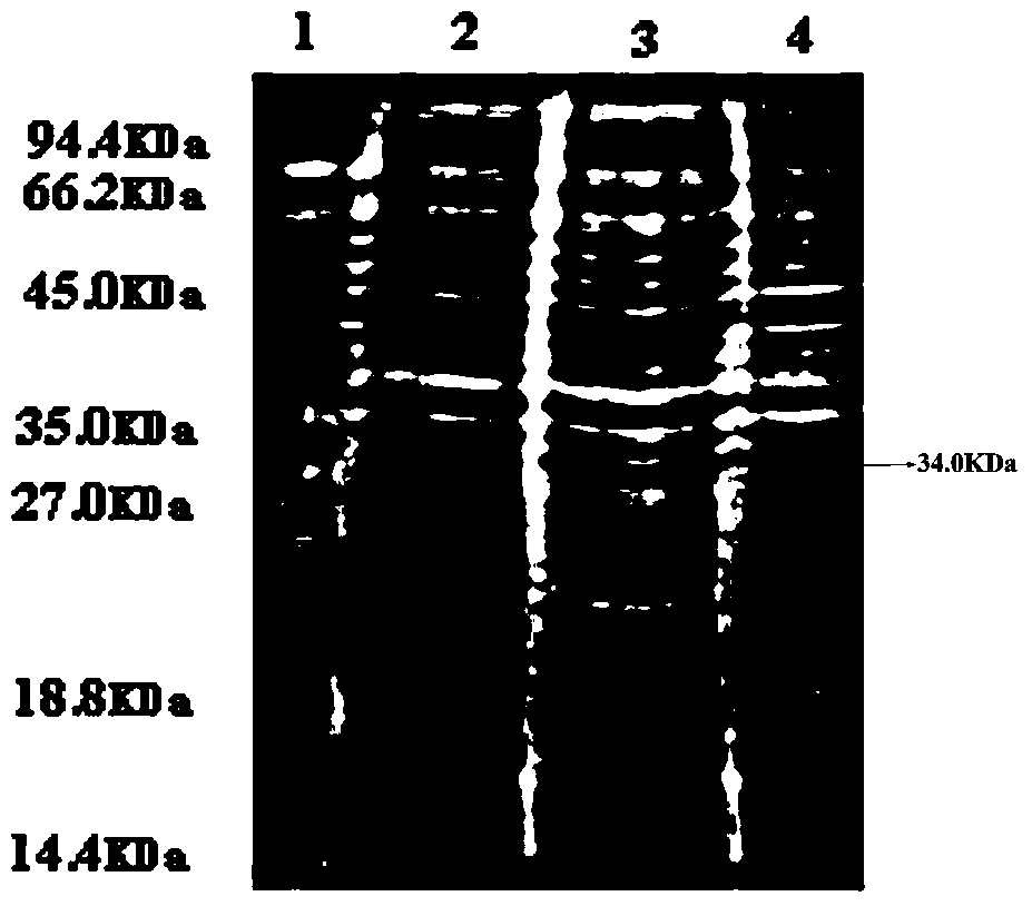 Human-derived urate oxidases with catalytic activity