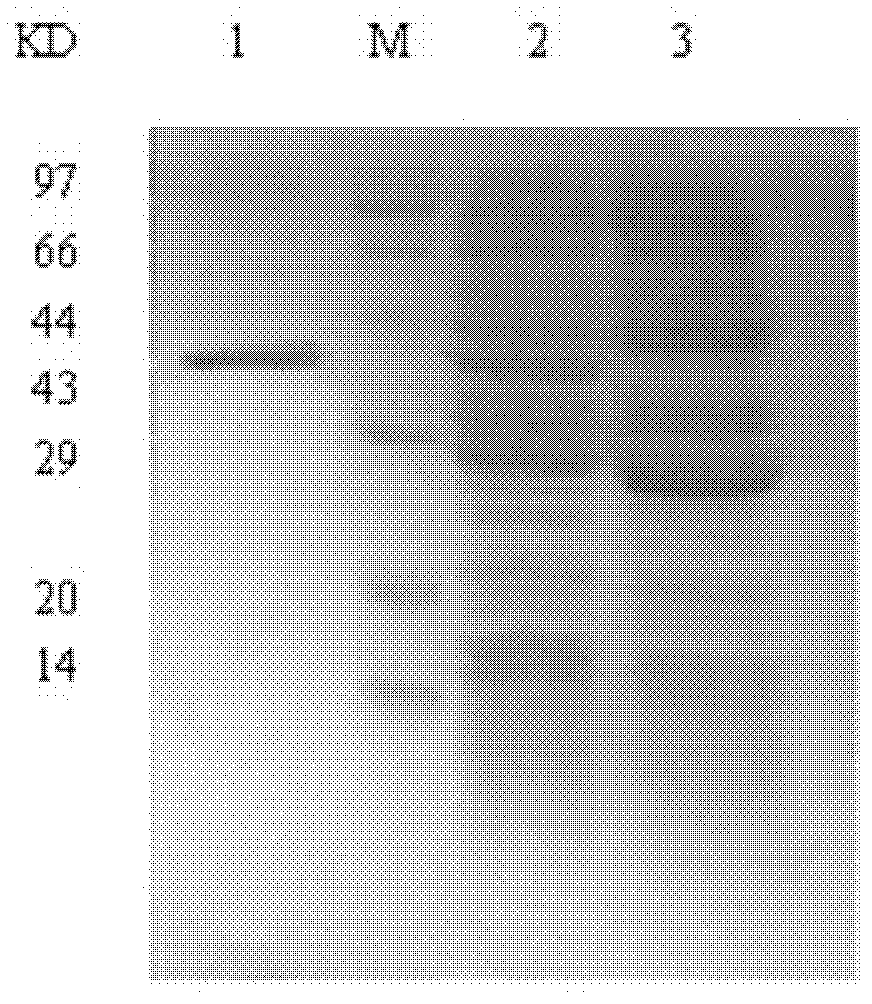 Antigen conformation epitope mimic peptide of hepatitis C virus F protein and application thereof