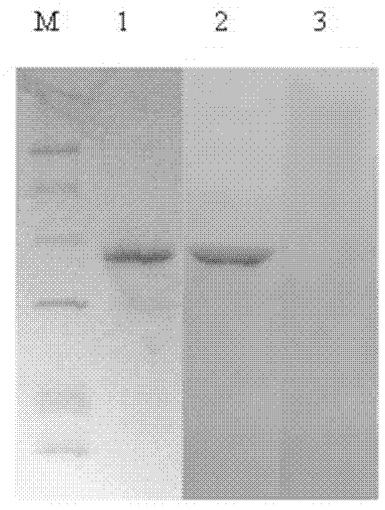 Antigen conformation epitope mimic peptide of hepatitis C virus F protein and application thereof