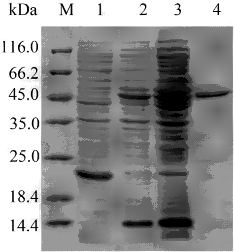 N-acyl homoserine lactonase and medicine thereof