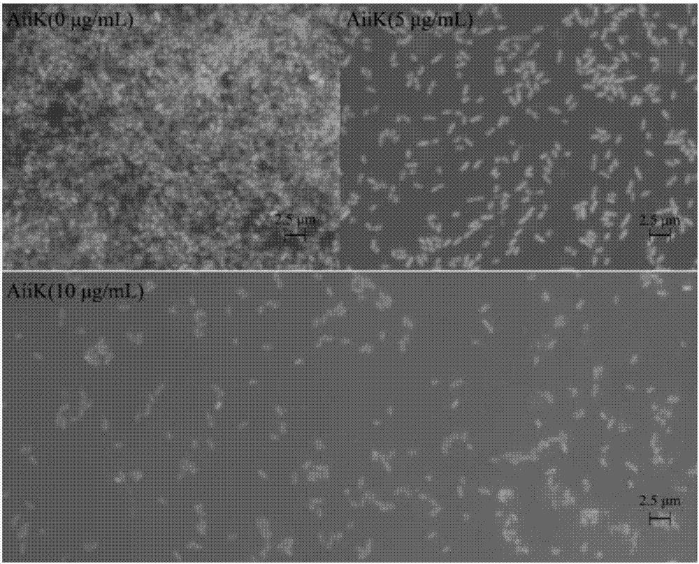 N-acyl homoserine lactonase and medicine thereof