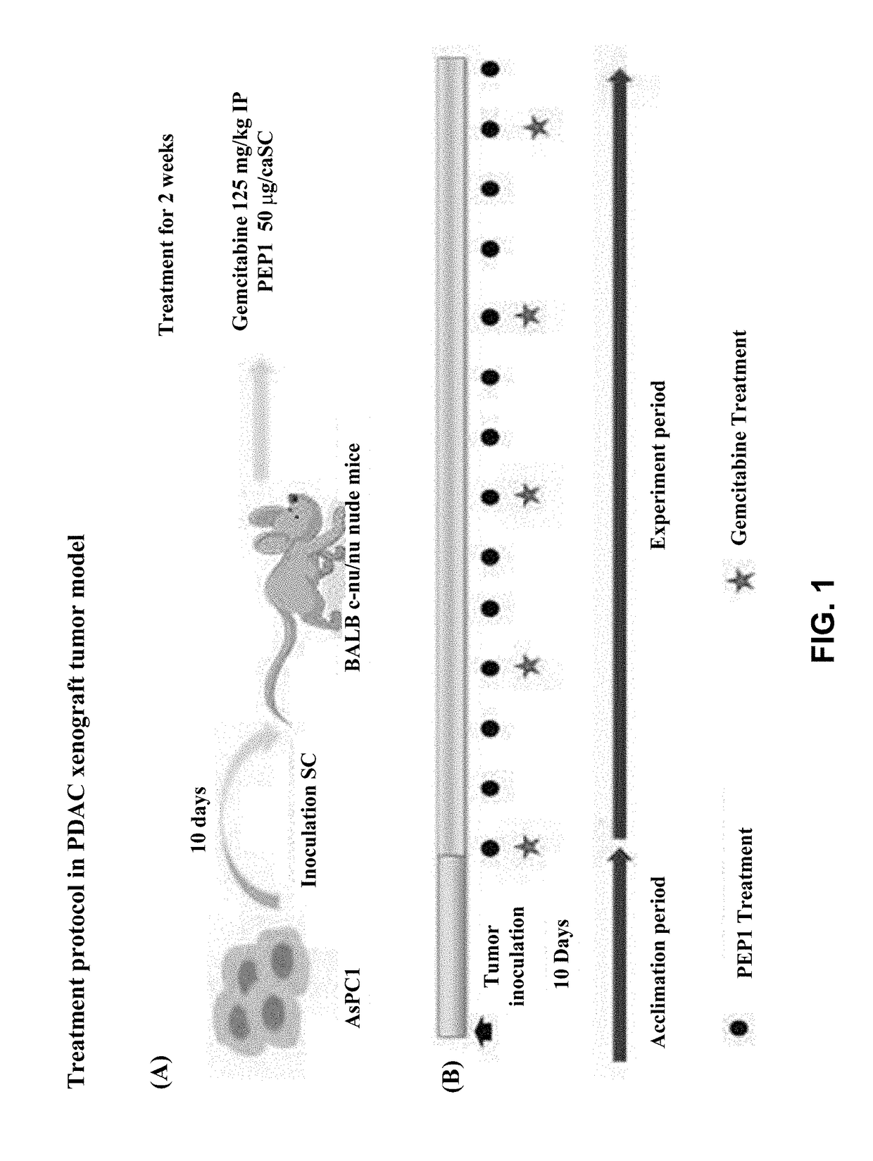 Peptide having fibrosis inhibitory activity and composition containing same