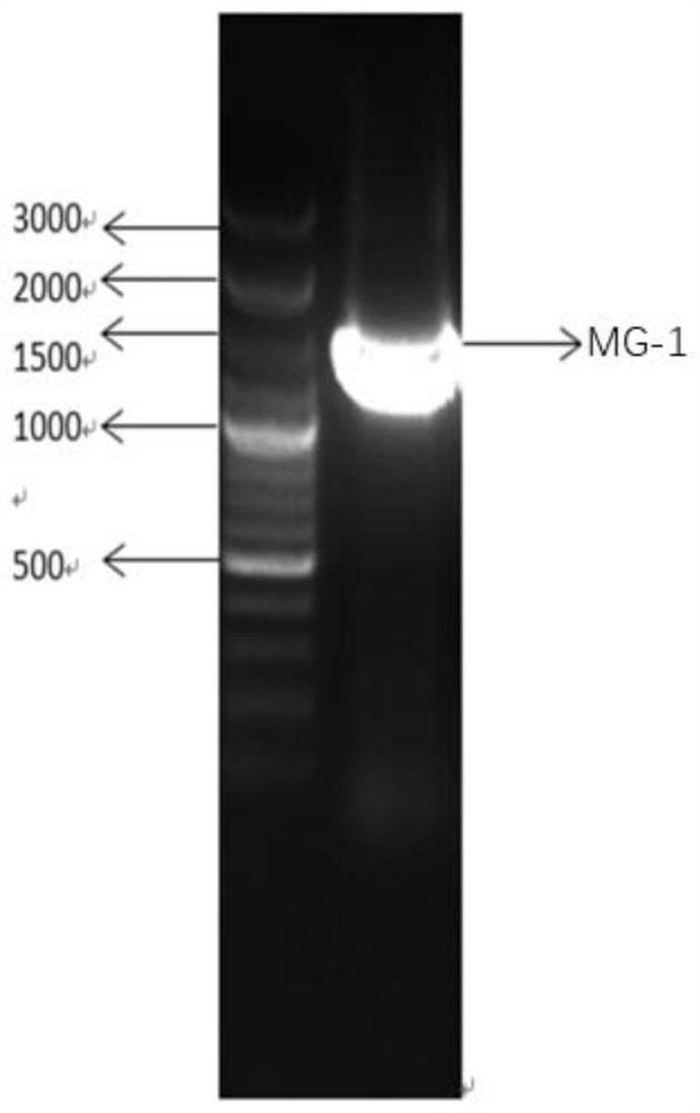 A Low-Temperature Cellulose Degrading Bacteria