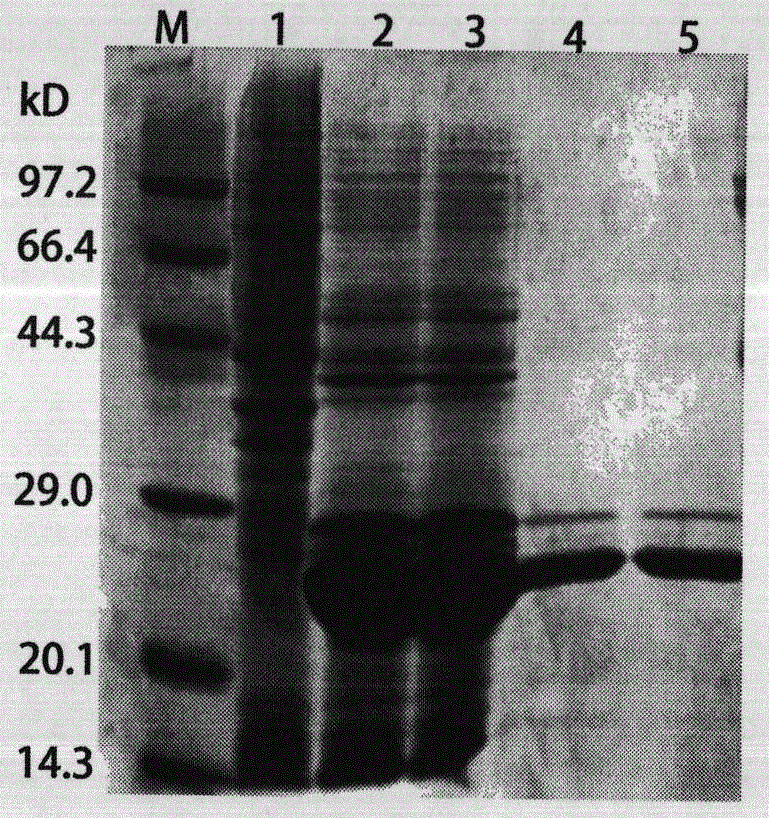 A kind of foot-and-mouth disease genetic engineering mixed epitope vaccine and its preparation method