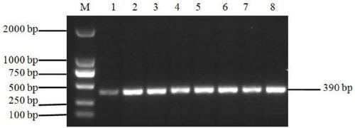 Method for detecting fecundity of alpine Merino sheep based on INHA gene