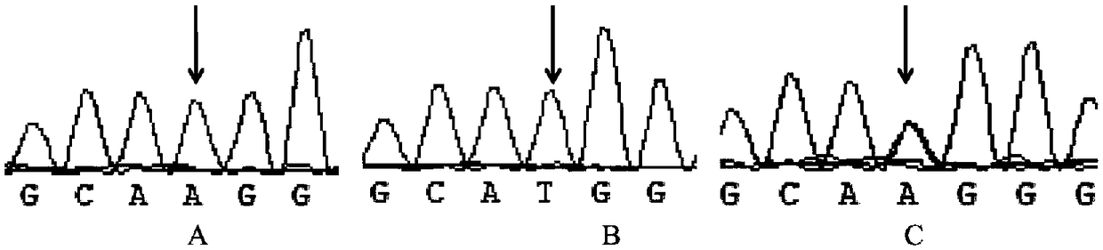 Method for detecting fecundity of alpine Merino sheep based on INHA gene