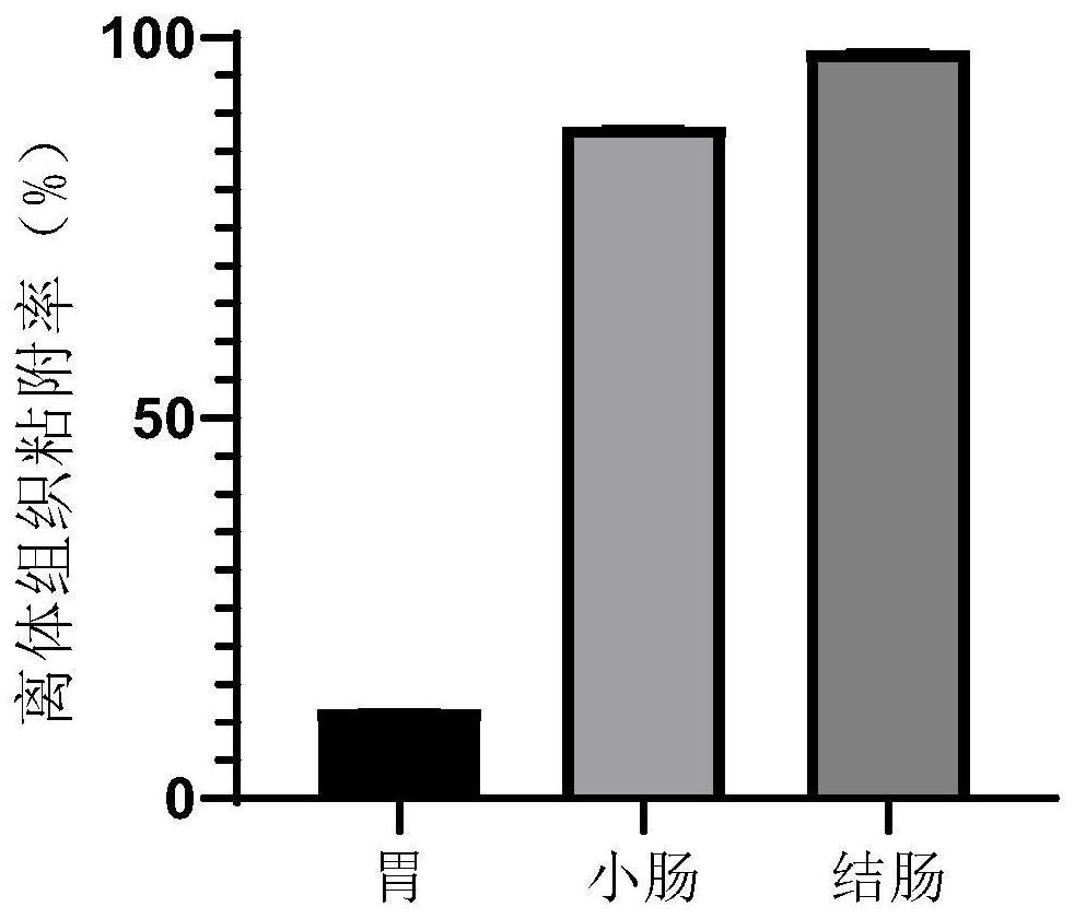 A kind of camptothecin colon positioning drug release pellet and preparation method thereof