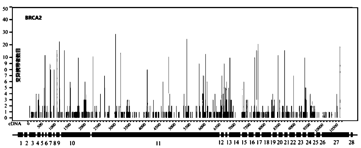 BRCA1/2 gene variation deciphering database and constructing method thereof