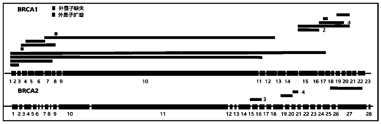 BRCA1/2 gene variation deciphering database and constructing method thereof