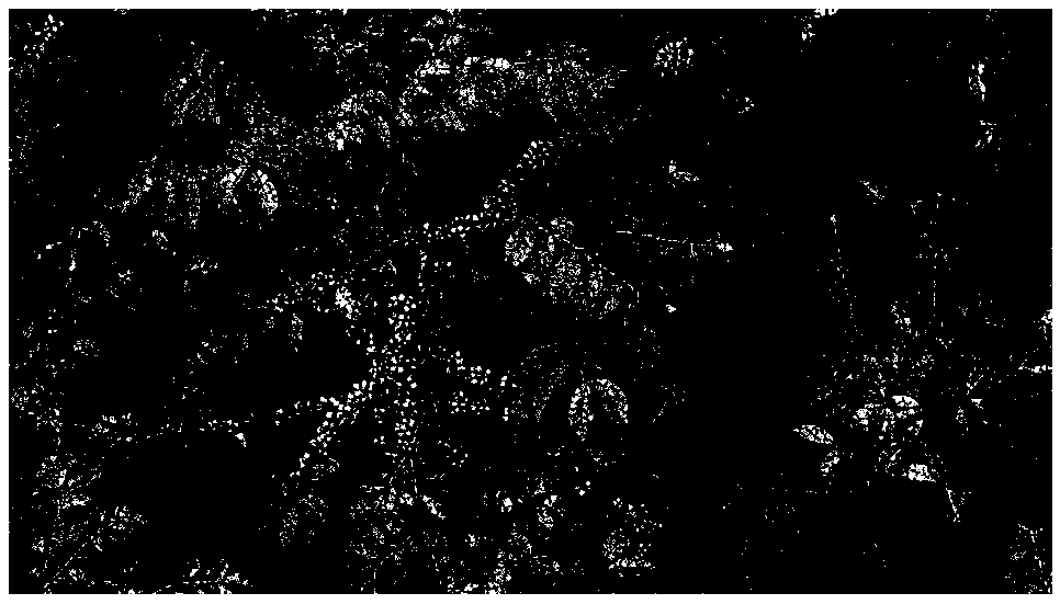 Method, device and electronic device for detecting ripe coffee fruit