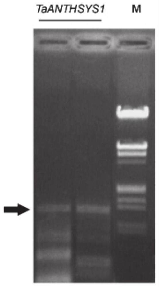 Wheat drought-sensitive gene TaANTHSYS1 and application thereof