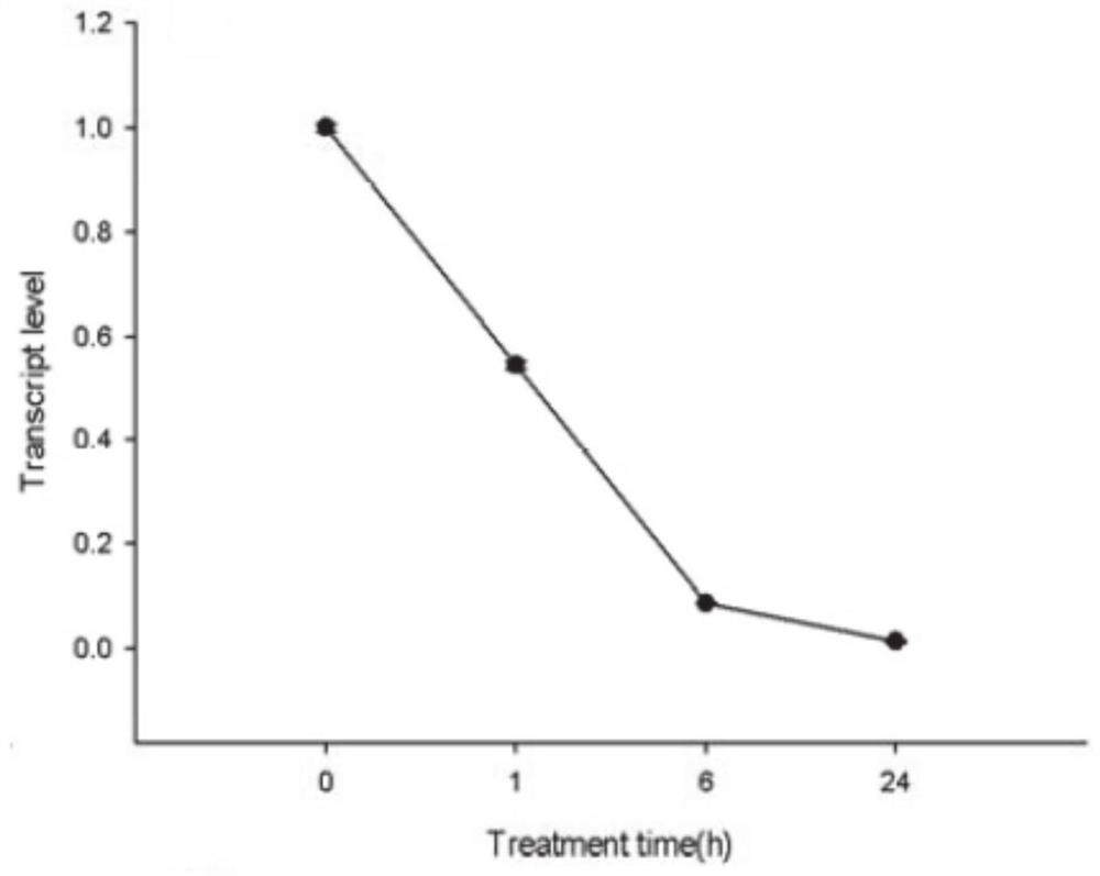 Wheat drought-sensitive gene TaANTHSYS1 and application thereof